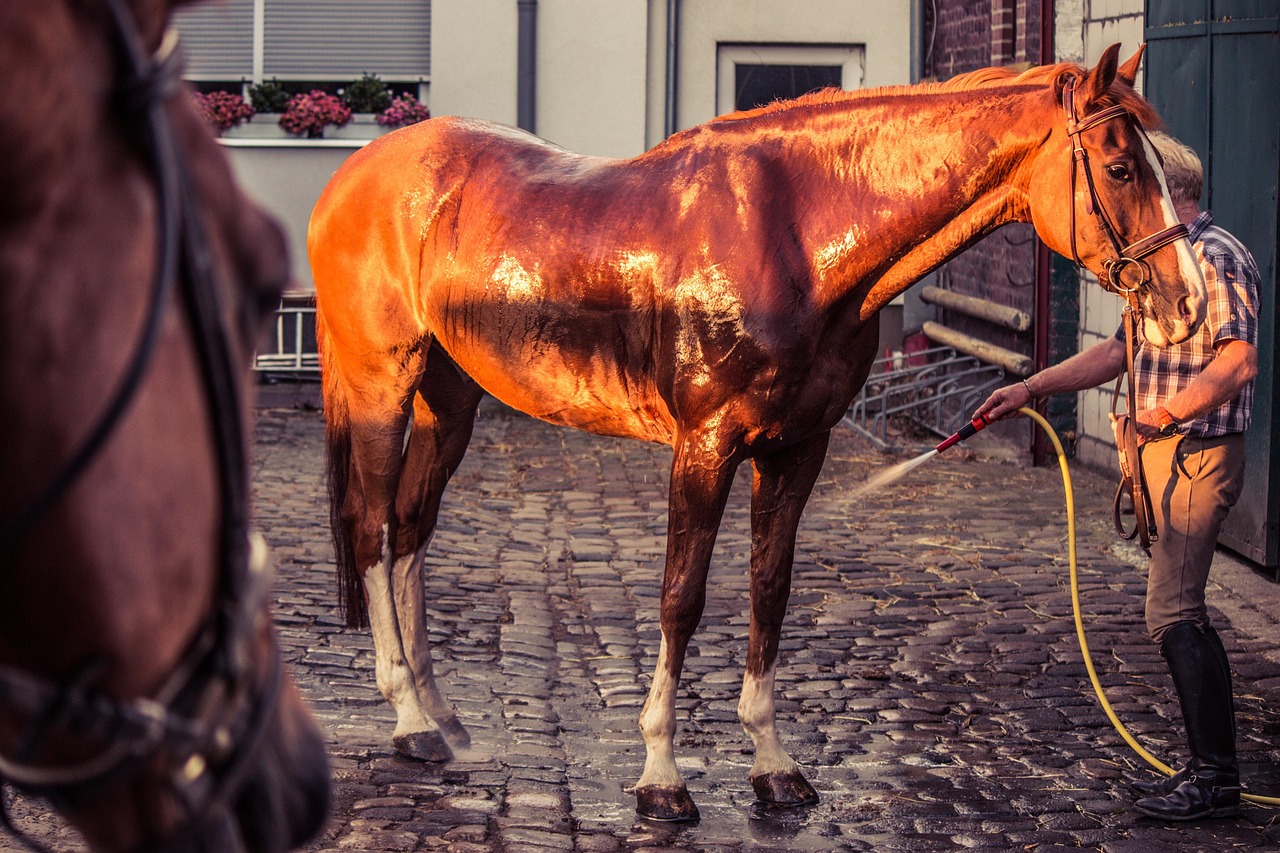Perte d’élasticité de la peau cheval