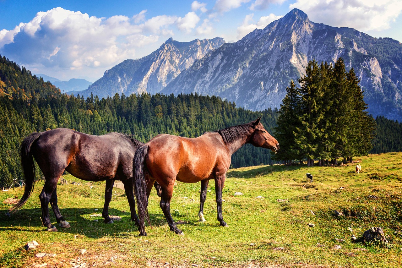 état de santé cheval