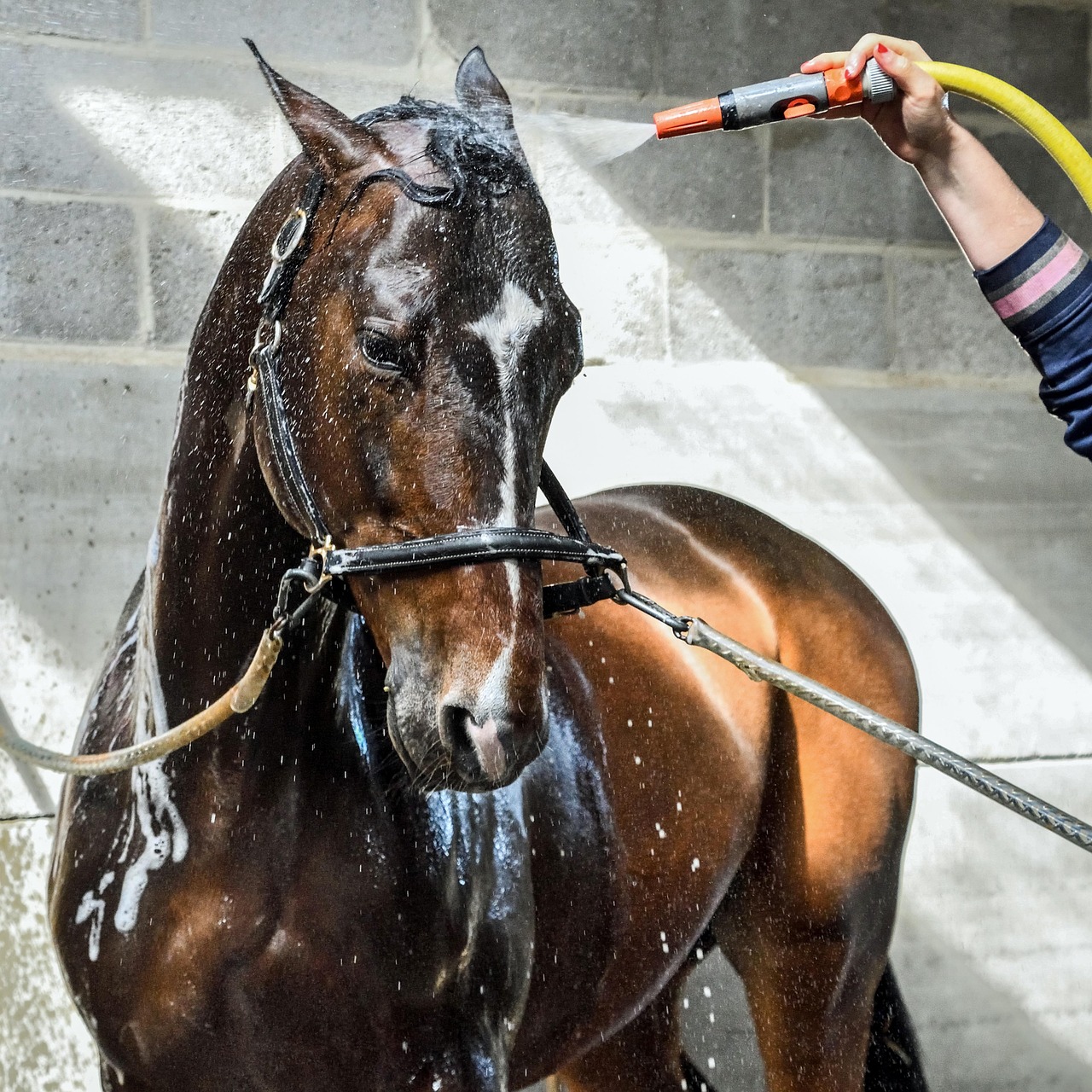 Douches régulières cheval