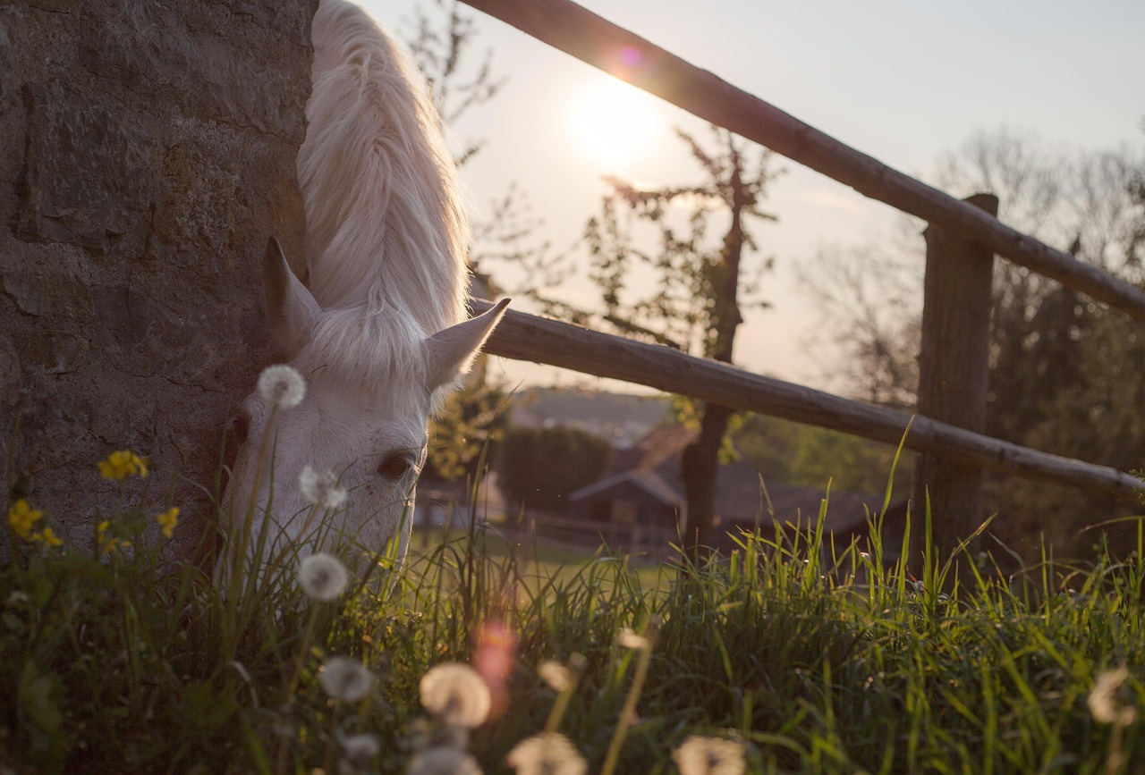 activité physique cheval
