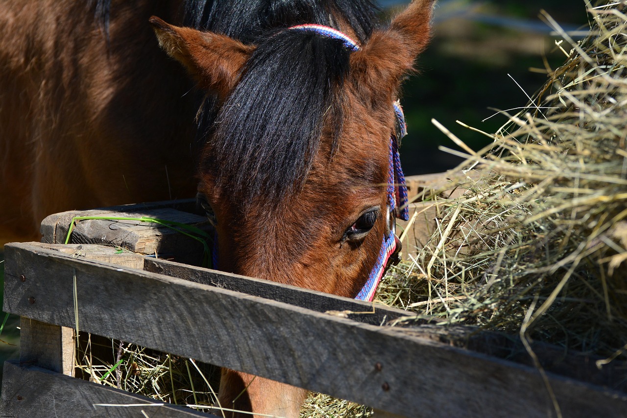 Diminution de l’appétit et de l’énergie cheval