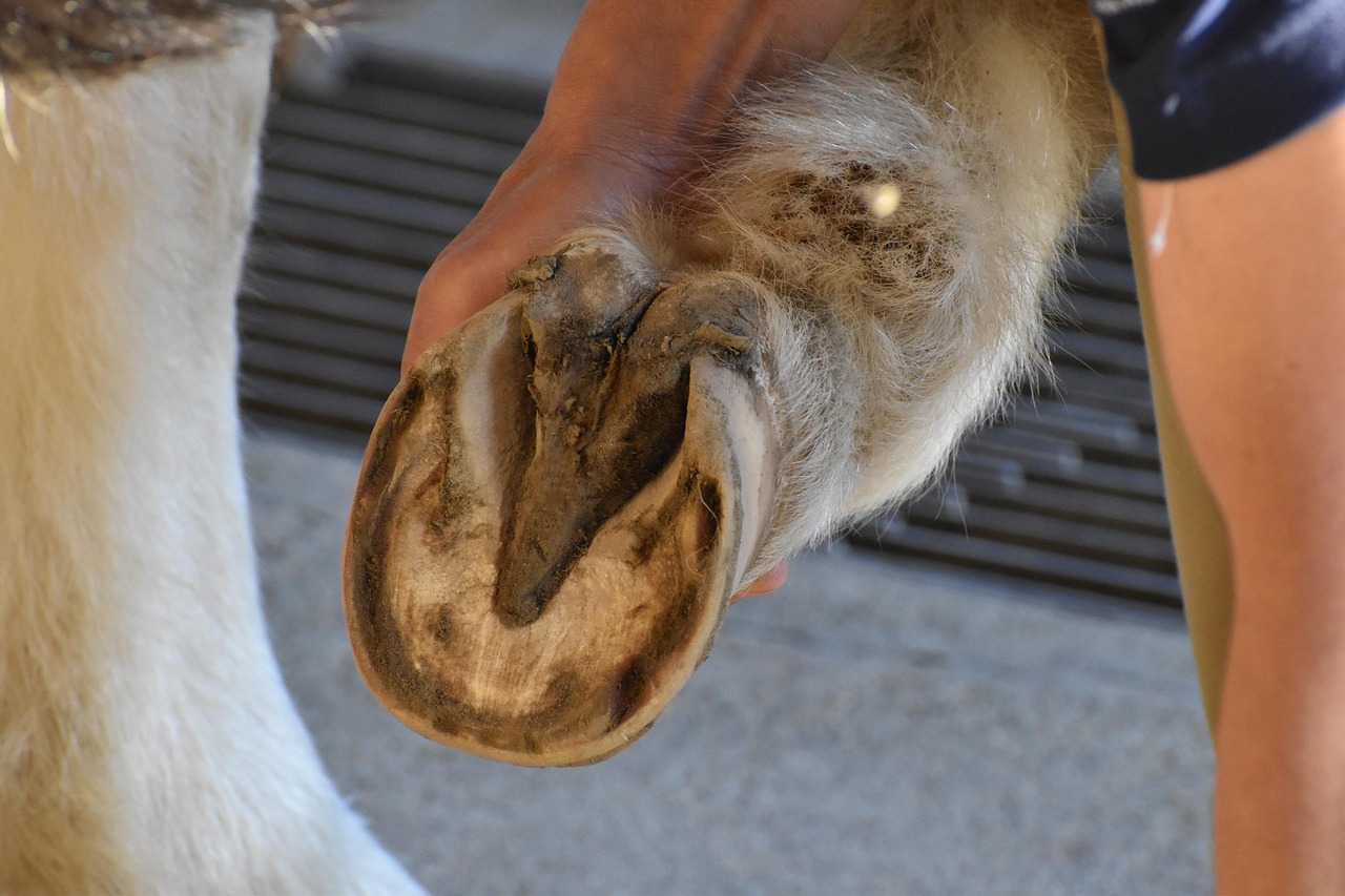 sabots secs cheval