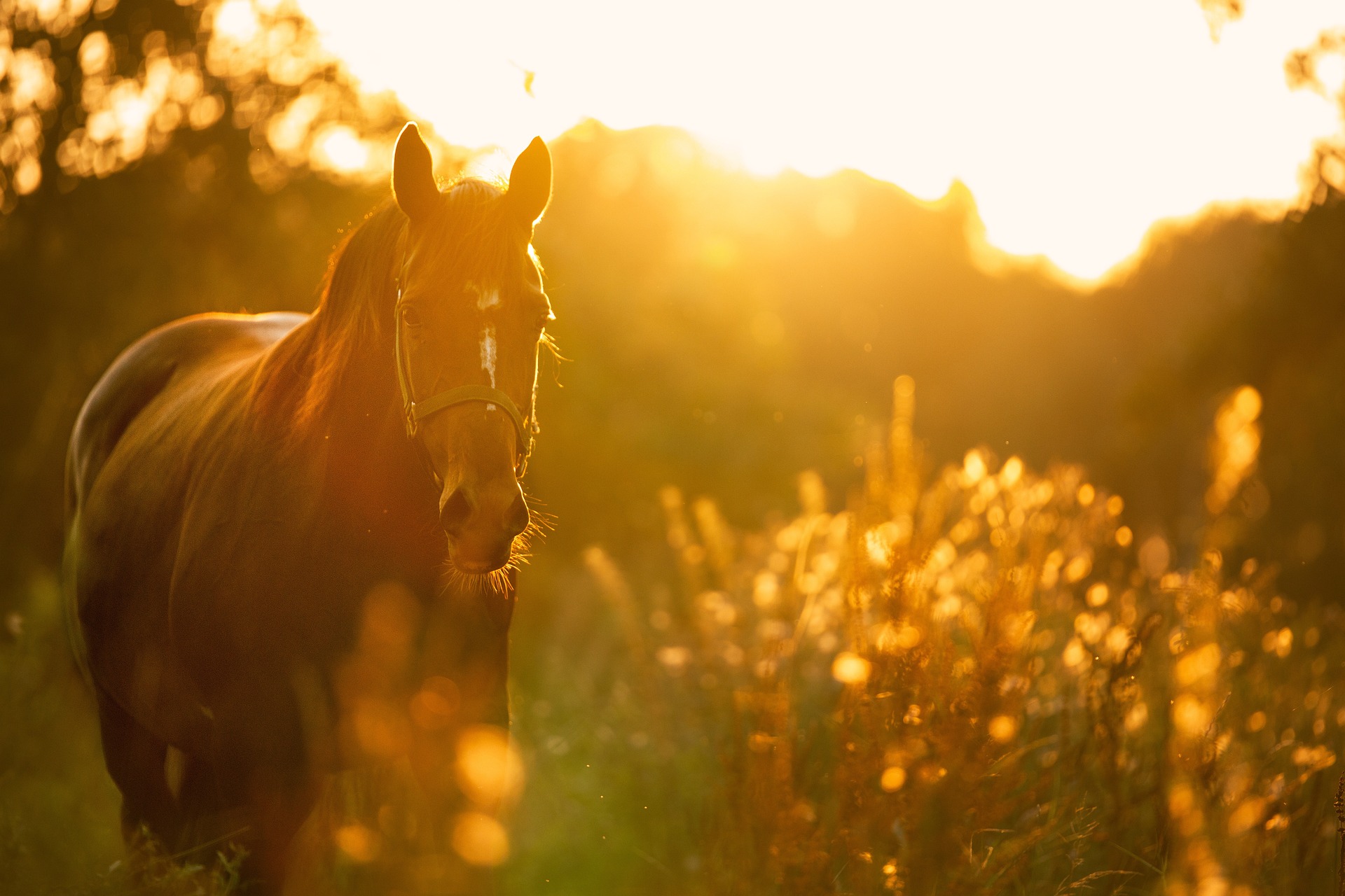 cheval été