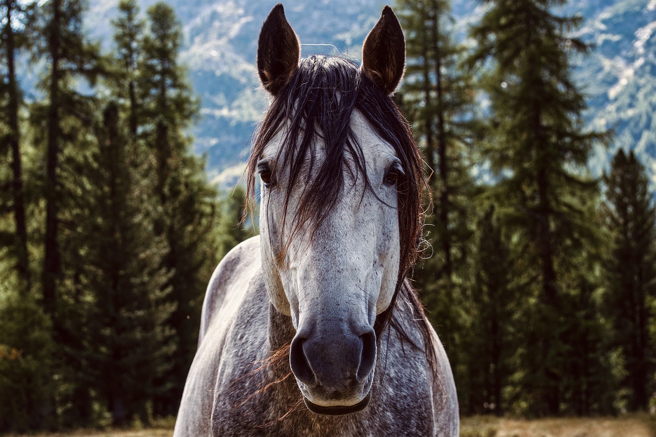 age cheval