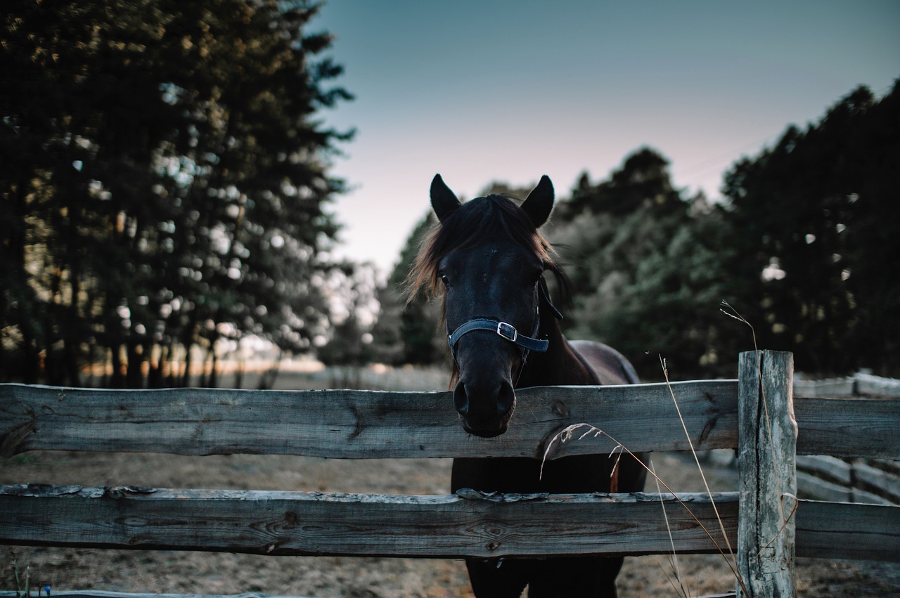 ombre cheval