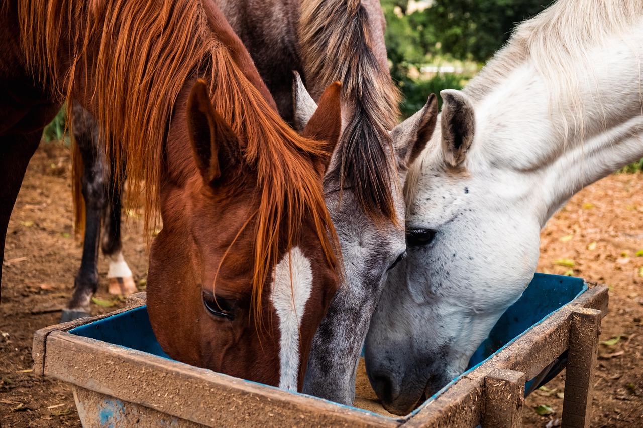 alimentation adapté cheval