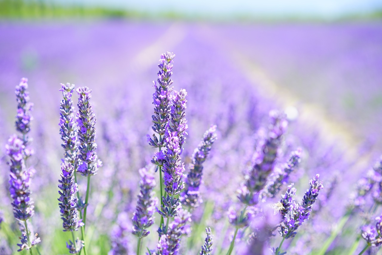 Solutions naturelles lavande vraie
