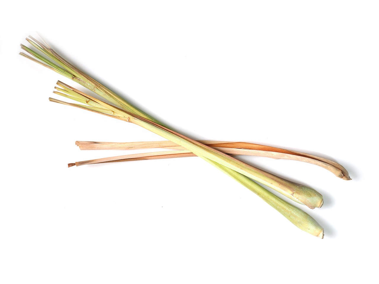 Solutions naturelles citronnelle