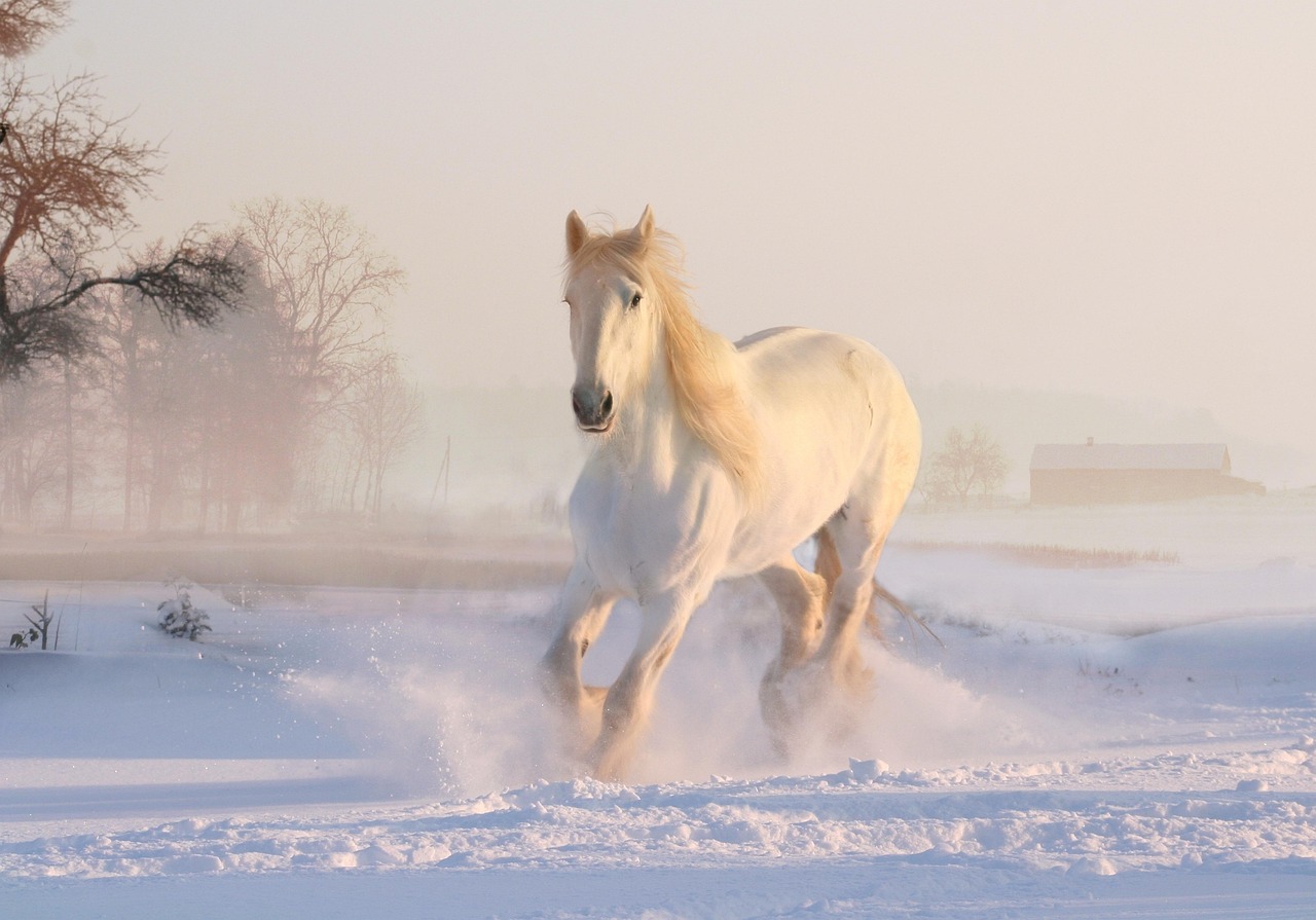 automne hiver cheval