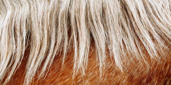 Alles, was Sie über Pferdehaare wissen müssen: von der Struktur bis zur Pflege