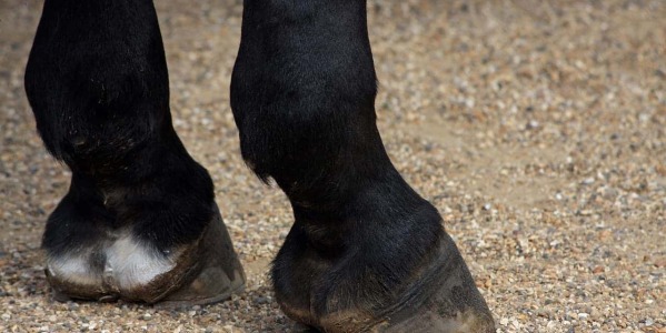 Prendre soin des sabots de votre cheval en été : Un guide complet pour éviter les sabots secs, cassants, sensibles et infectés