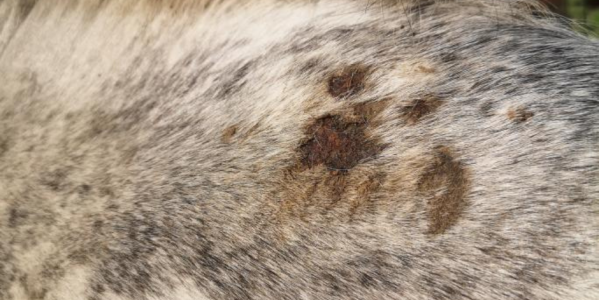 Soins de la dermite estivale chez le cheval : Conseils et Témoignages