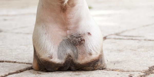 Verstehen Sie Mauke oder Dermatophilose beim Pferd, um besser zu behandeln