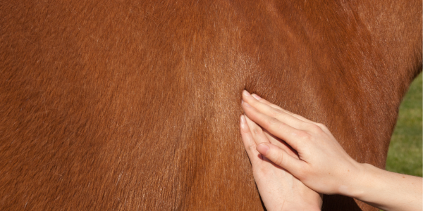 L'importance du massage chez le cheval : bienfaits et bénéfices 