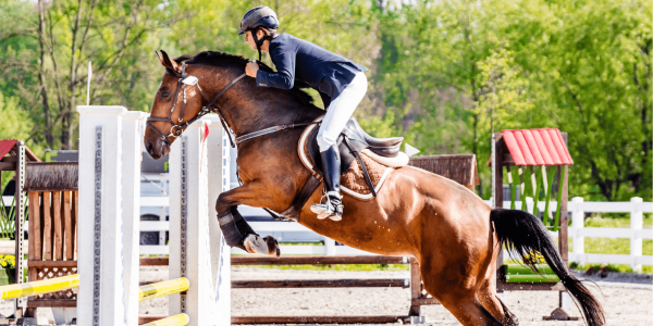 Pferde bei den Olympischen Spielen: Welche Risiken bestehen für ihre Gesundheit ?