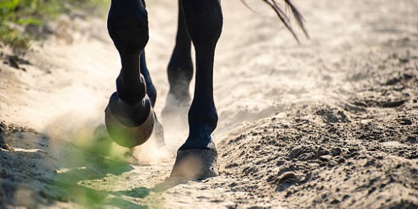 Les tendinites chez le cheval : causes, symptômes et prévention