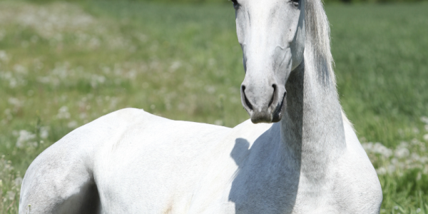 La colique chez le cheval : une pathologie dangereuse 