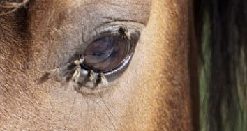 Les maux de l'été : Problèmes communs chez les chevaux