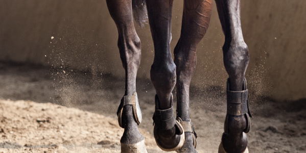 Les problèmes locomoteurs chez le cheval