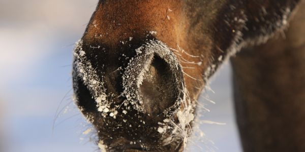 Les maux de l'hiver chez le cheval