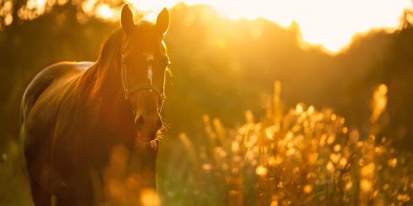 Prendre soin de son cheval en été : conseils de prévention essentiels