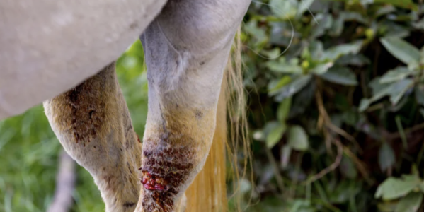 Cicatrisation chez le cheval : comprendre les mécanismes pour mieux accompagner la guérison