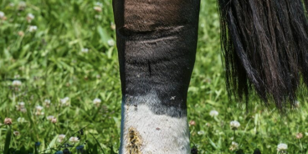 Lymphangite chez le cheval : causes, soins, prévention : que faire quand votre cheval a un "poteau" ?