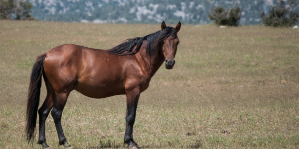 Rückenschmerzen beim Pferd: Verstehen, besser vorbeugen und lindern