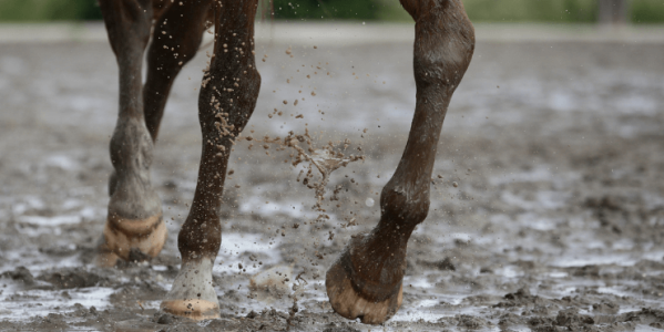Pourquoi la gale de boue revient toujours chez certains chevaux ?