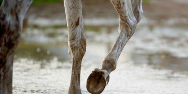  Faut-il enlever les croûtes de gale de boue chez le cheval ?