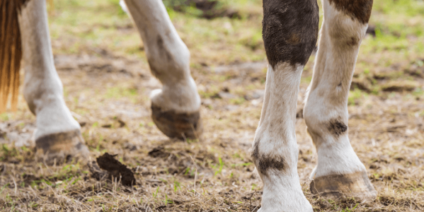 Produits occlusifs chez le cheval : pourquoi ils bloquent la cicatrisation de la peau