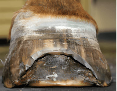 Fourmilière chez l’âne : causes, symptômes, prévention et soins du sabot