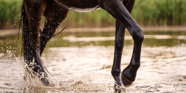 Gale de boue et lymphangite chez le cheval : comprendre le lien pour éviter les complications