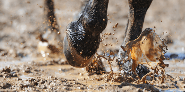 Routine de soins pour la gale de boue chez le cheval