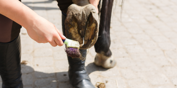 Routine de soins pour la fourchette pourrie chez le cheval et l’âne