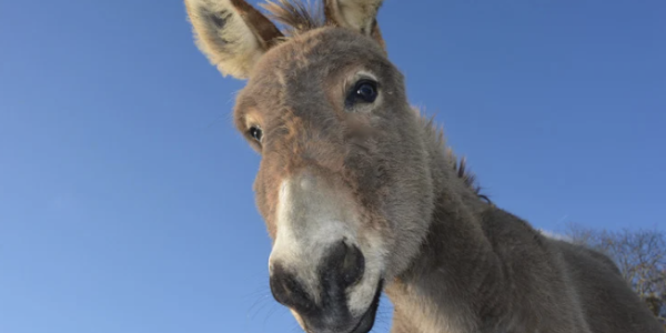 Oreilles d’âne abîmées par les moucherons