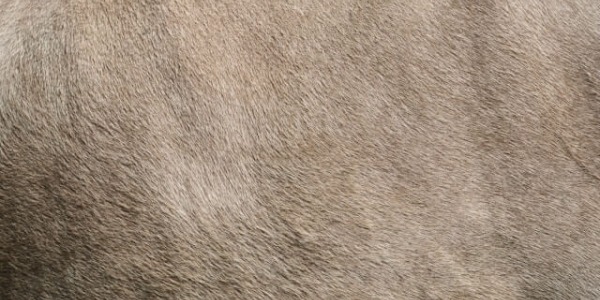 La peau de l’âne : spécificités anatomiques, sensibilité cutanée et implications en santé