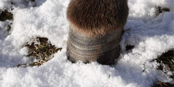 Les sabots de l’âne : spécificités anatomiques, fonctionnement et prévention adaptée