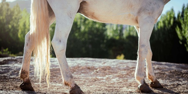 Piqûres d’insectes sur la ligne ventrale du cheval 