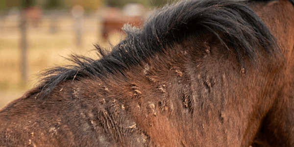 Dermite du cheval : pourquoi la peau devient dure, épaisse et foncée ?