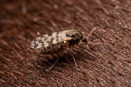 Dermatitis bei Pferden: Ist sie immer durch Culicoides (Gnitzen) verursacht?