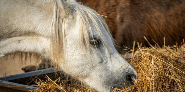 Alimentation et santé de la peau du cheval : pourquoi les soins externes et la nutrition vont de pair ? 