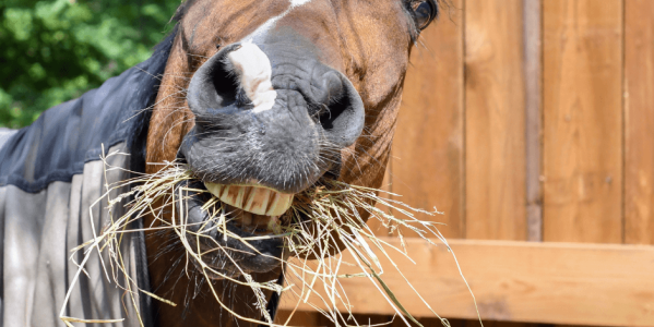 Le foin joue un rôle fondamental dans l'alimentation des chevaux !
